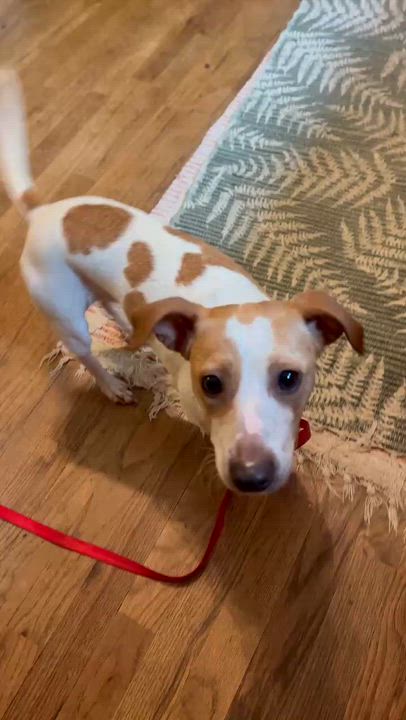 Enlarge Zoom, a ADOPTABLE Jack Russell Terrier in Marshall, NC video 6/6