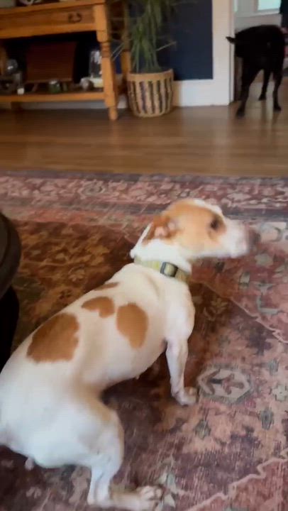 Enlarge Zoom, a ADOPTABLE Jack Russell Terrier in Marshall, NC video 3/6