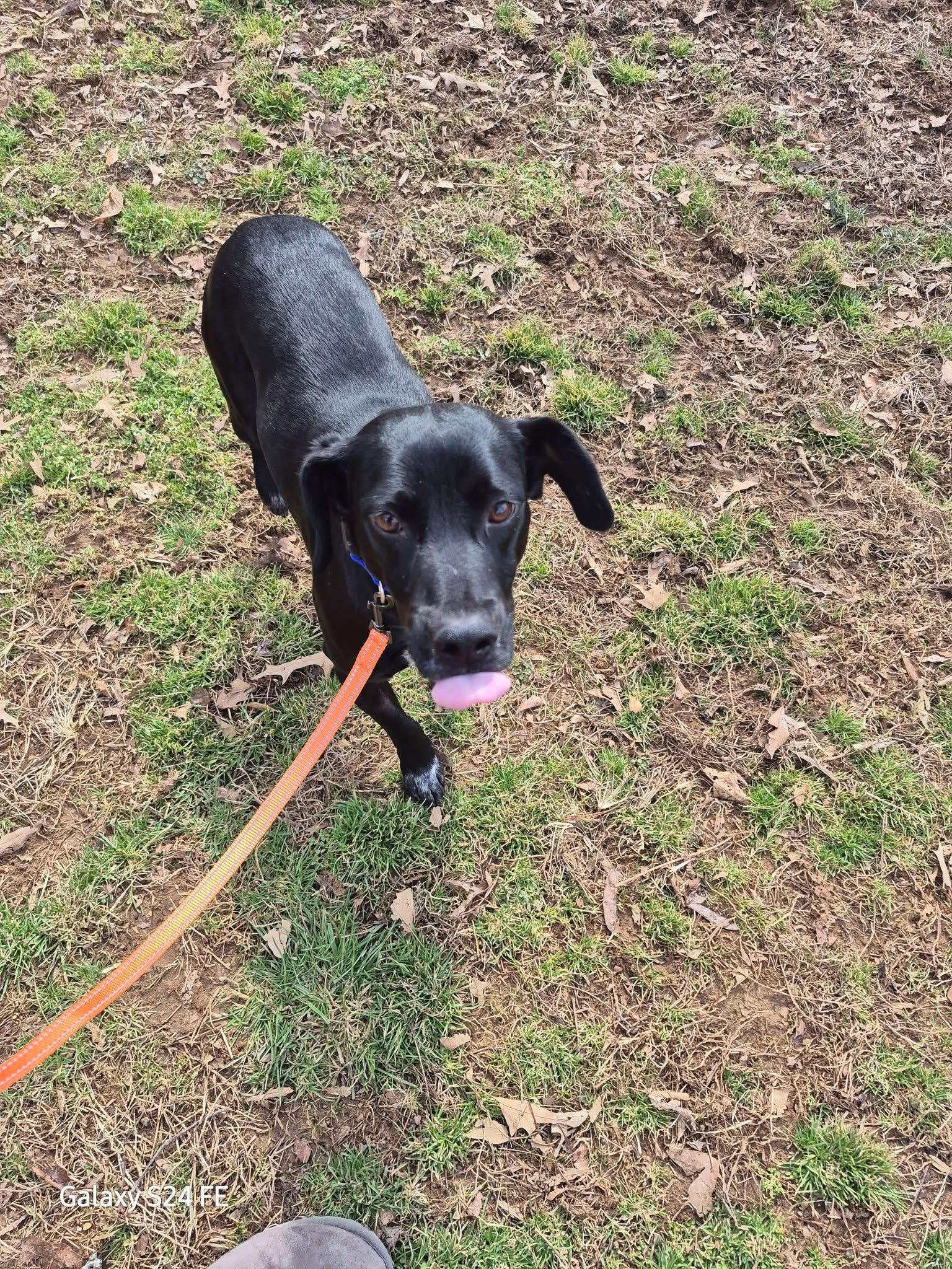 Spunk, Adoptable, Young Male Labrador Retriever.