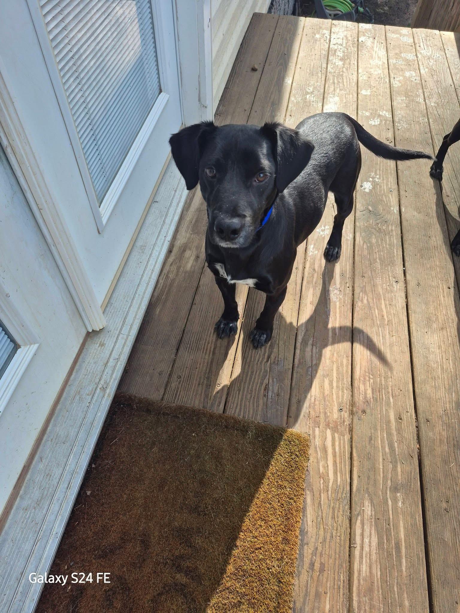 Enlarge Spunk, a Adoptable Labrador Retriever in Knoxville, TN image 3/5