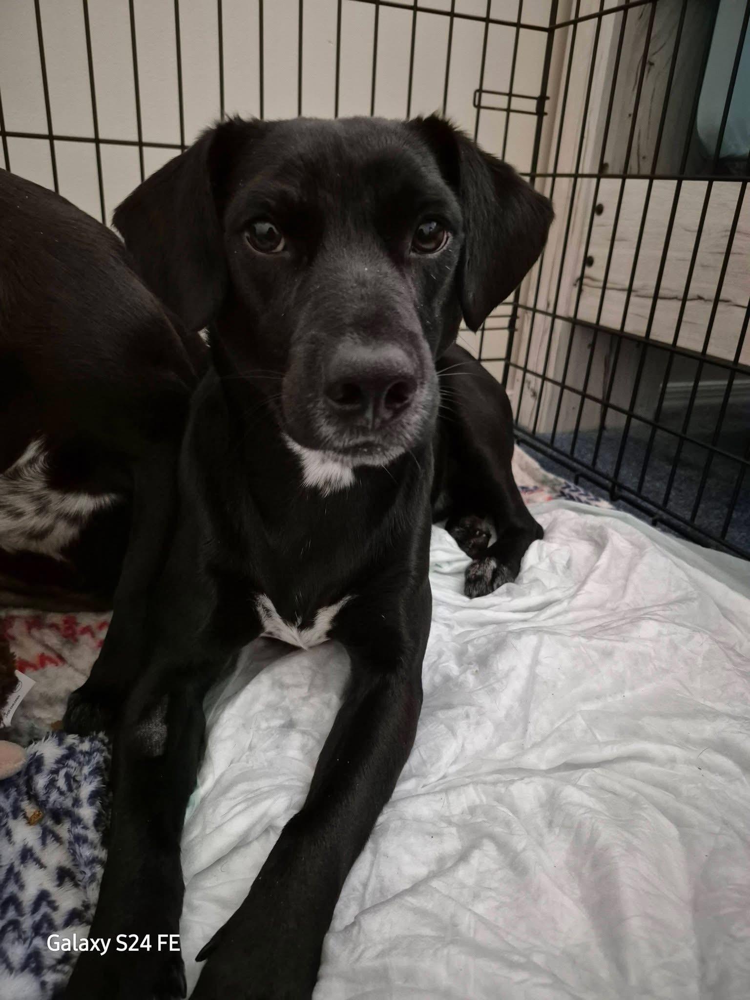 Enlarge Spunk, a Adoptable Labrador Retriever in Knoxville, TN image 4/5