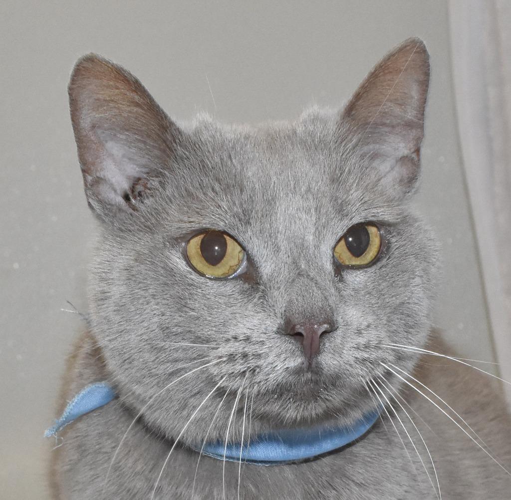 Teddy Bear, Adoptable, Adult Male Domestic Short Hair.