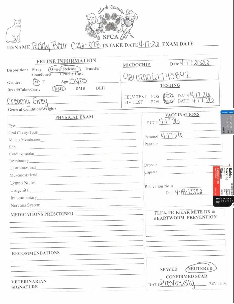 Enlarge Teddy Bear, a Adoptable mixed breed in Springfield, OH image 2/3