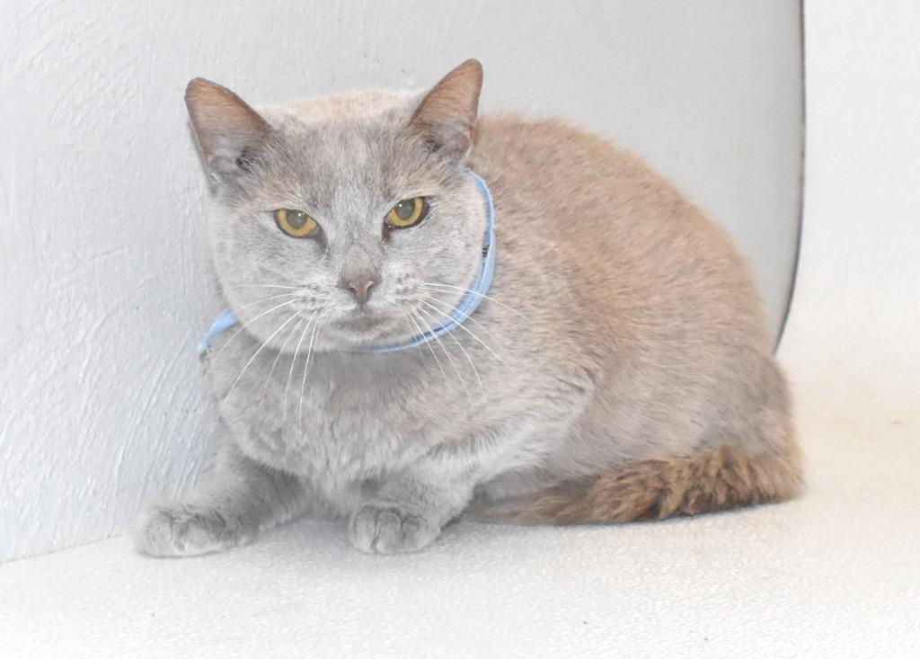 Enlarge Teddy Bear, a Adoptable mixed breed in Springfield, OH image 3/3