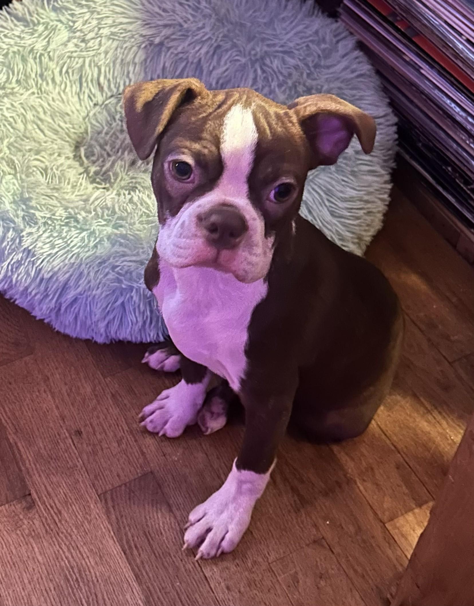 Male Boston Puppies