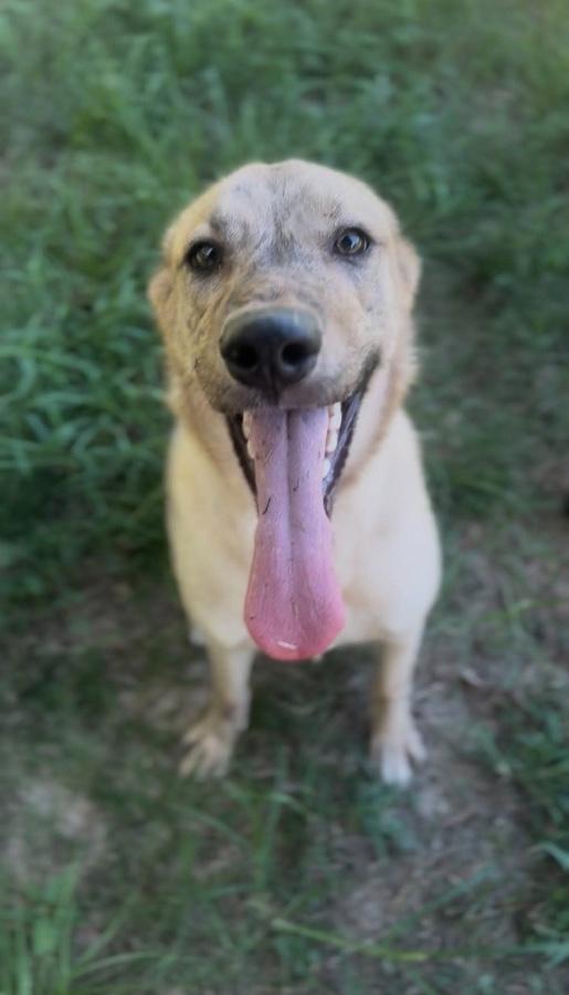 Enlarge Juniper, a Adoptable mixed breed in Wells, VT image 1/3