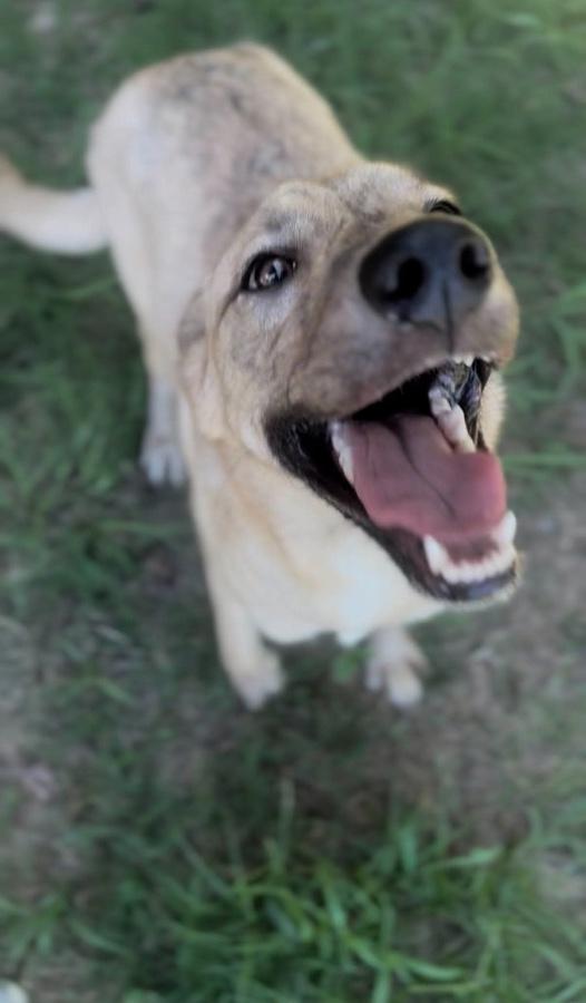 Enlarge Juniper, a Adoptable mixed breed in Wells, VT image 2/3