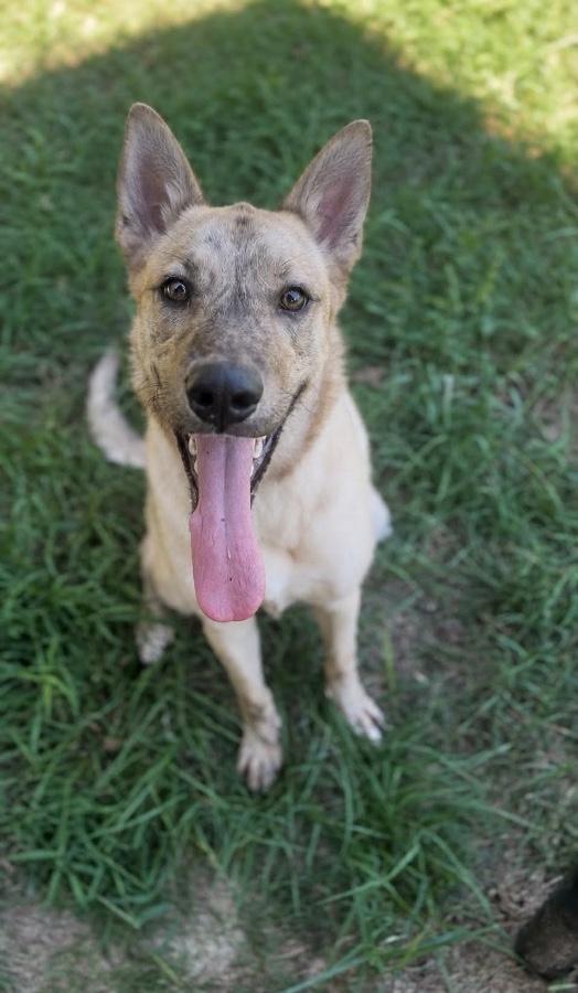 Enlarge Juniper, a Adoptable mixed breed in Wells, VT image 3/3
