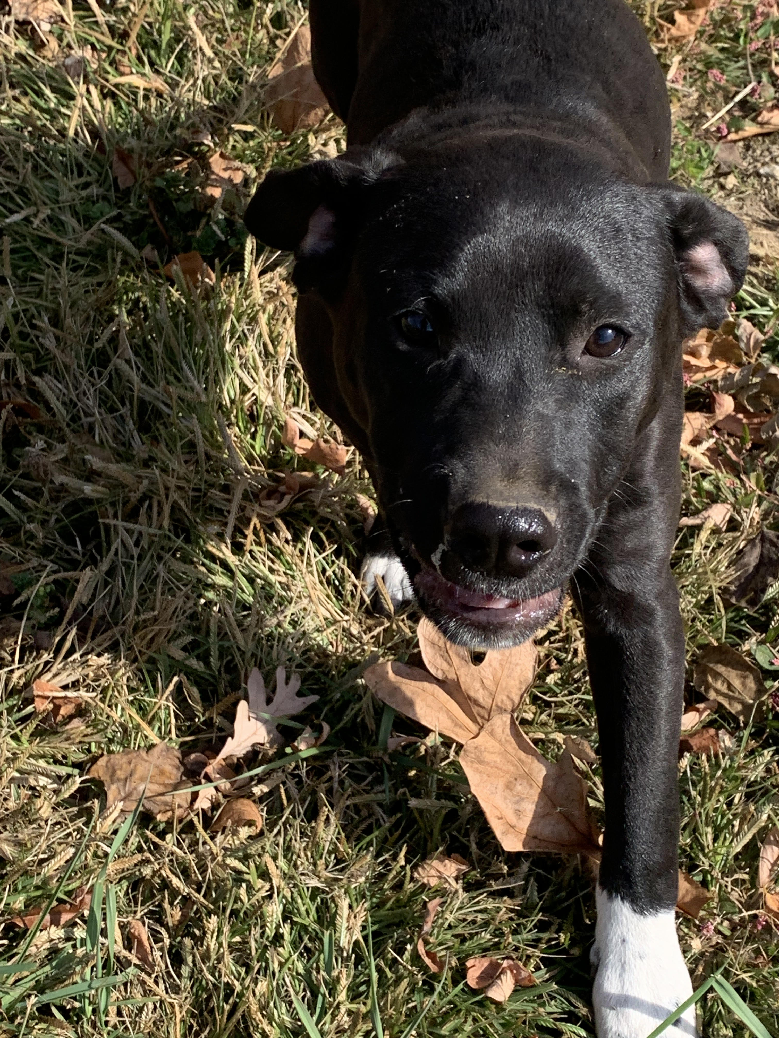 Enlarge Dirk, a Adoptable mixed breed in Silver Spring, MD image 3/4
