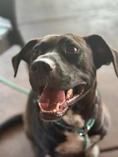 Dirk, Adoptable, Adult Male Labrador Retriever.