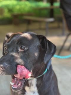 Enlarge Dirk, a Adoptable mixed breed in Silver Spring, MD image 2/4