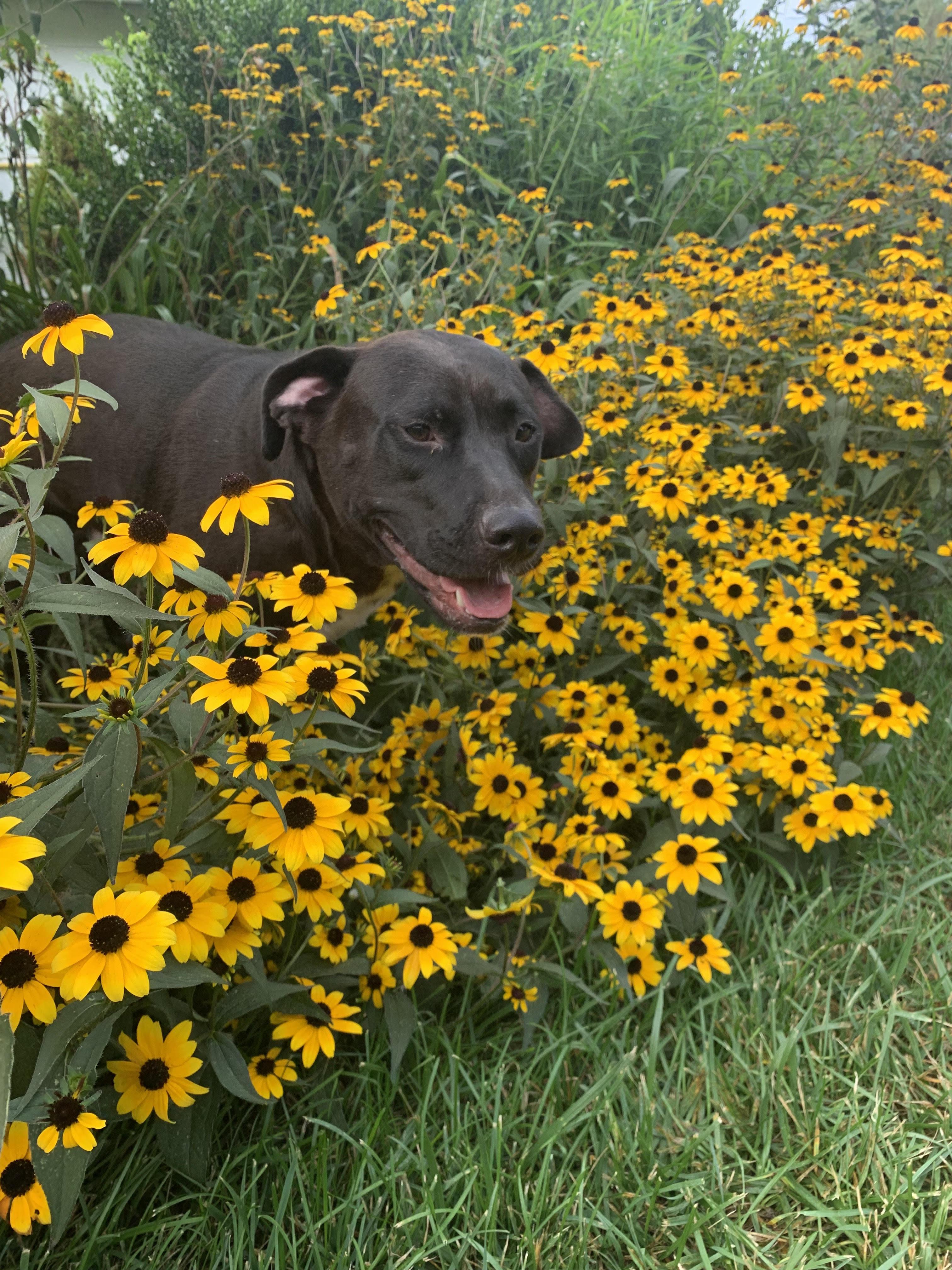 Enlarge Dirk, a Adoptable mixed breed in Silver Spring, MD image 4/4