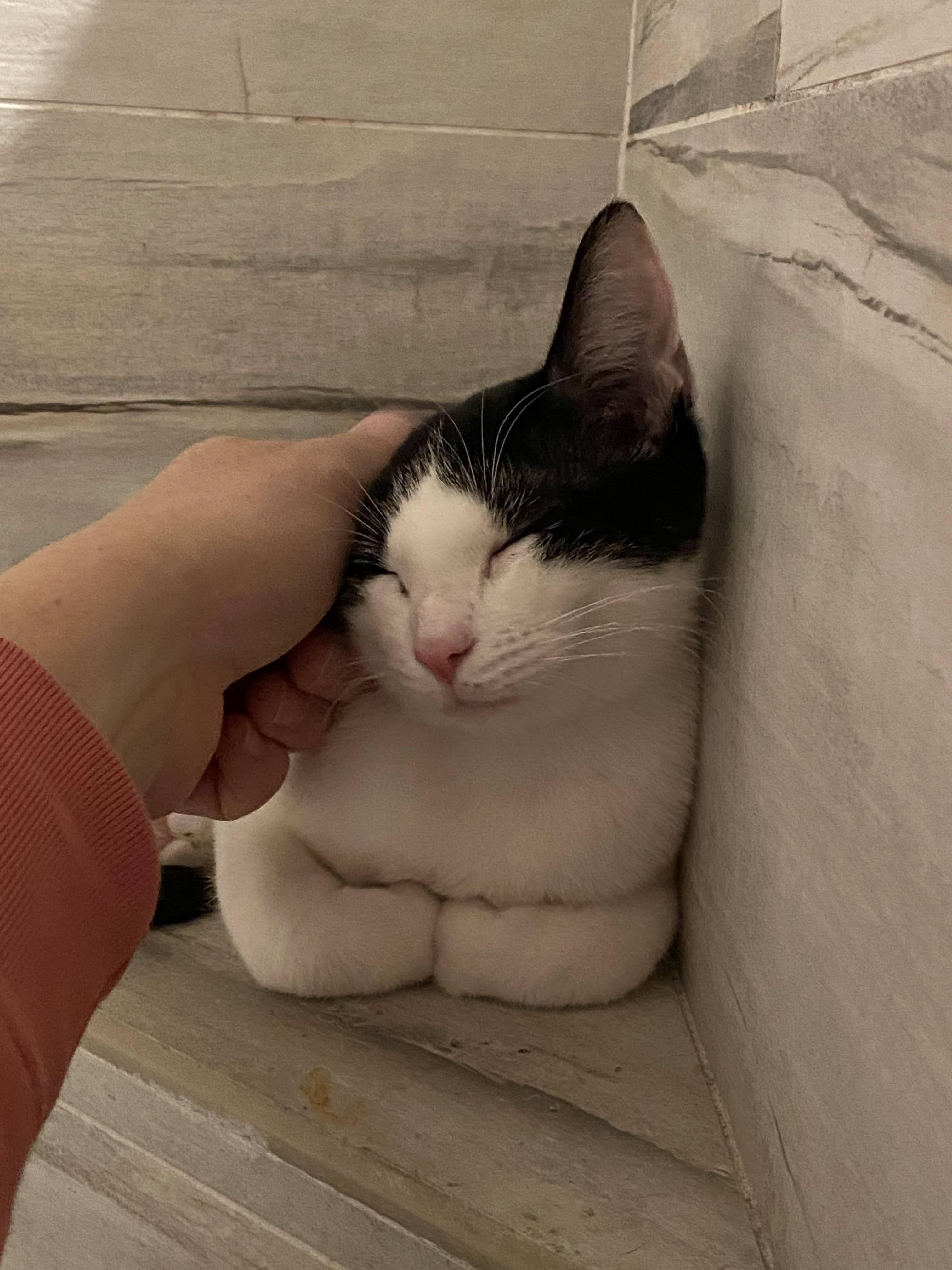 Enlarge Cookies & Cream, a ADOPTABLE Domestic Short Hair in Manhattan Beach, CA image 2/6