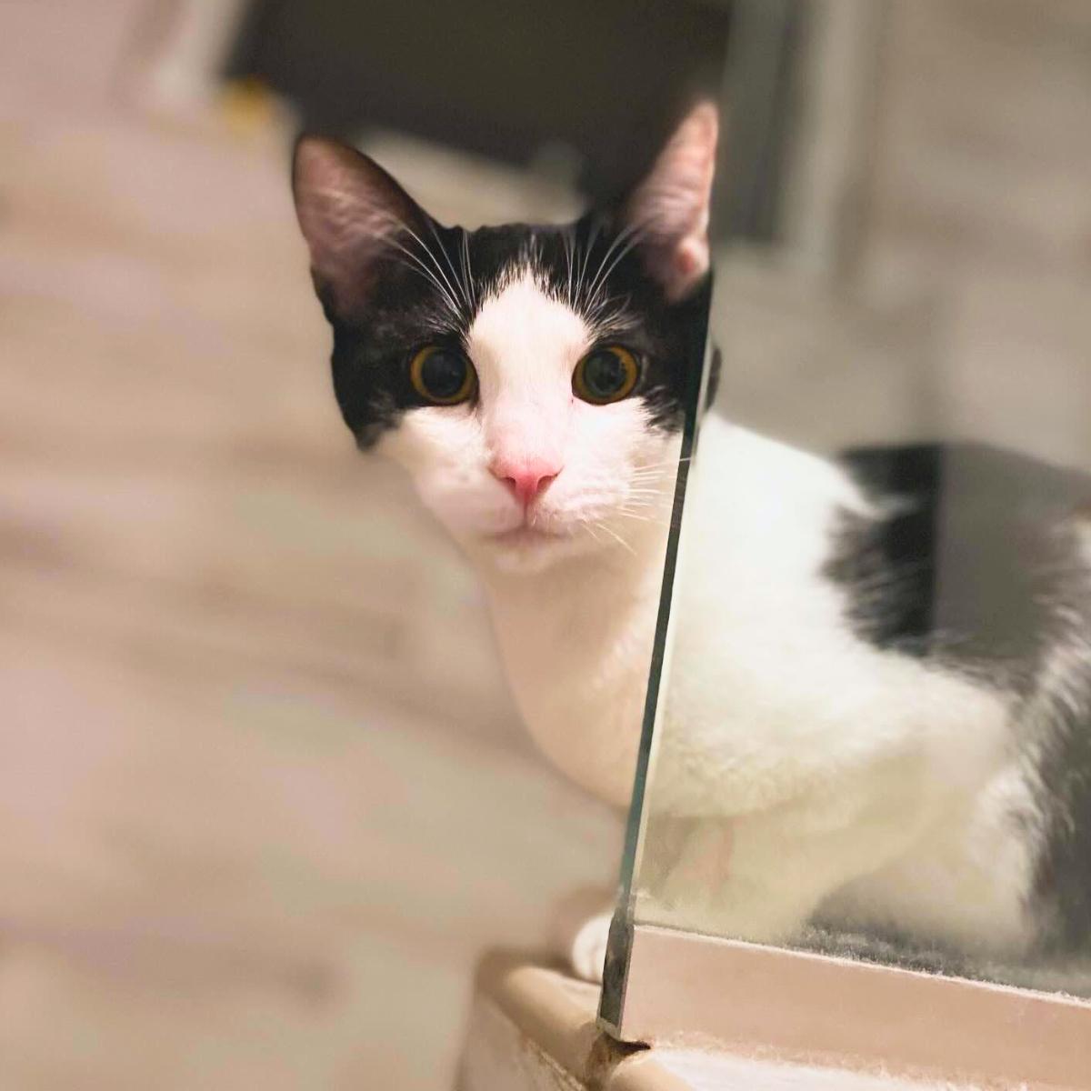 Cookies & Cream, a ADOPTABLE Domestic Short Hair in Manhattan Beach, CA image 6/6