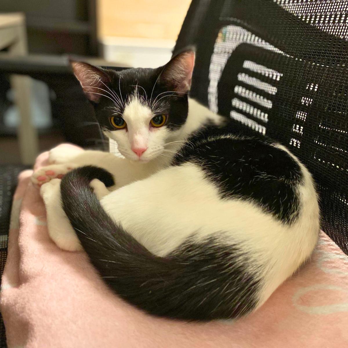 Cookies & Cream, a ADOPTABLE Domestic Short Hair in Manhattan Beach, CA image 5/6