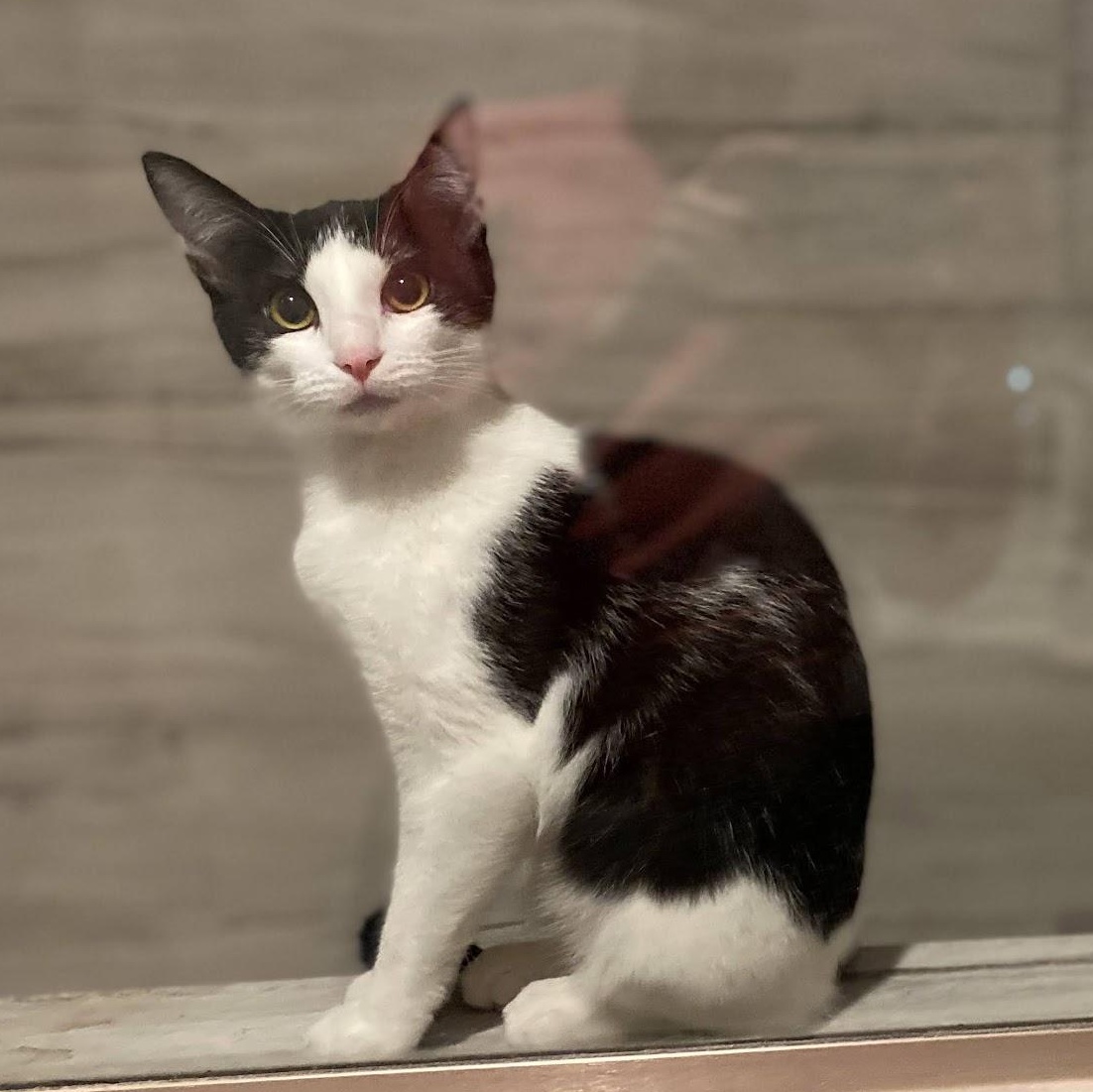 Enlarge Cookies & Cream, a ADOPTABLE Domestic Short Hair in Manhattan Beach, CA image 5/6