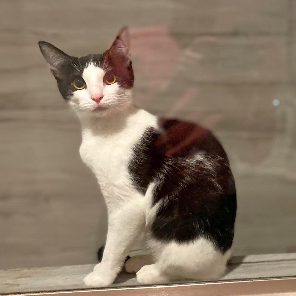 Cookies & Cream, a ADOPTABLE Domestic Short Hair in Manhattan Beach, CA image 4/6