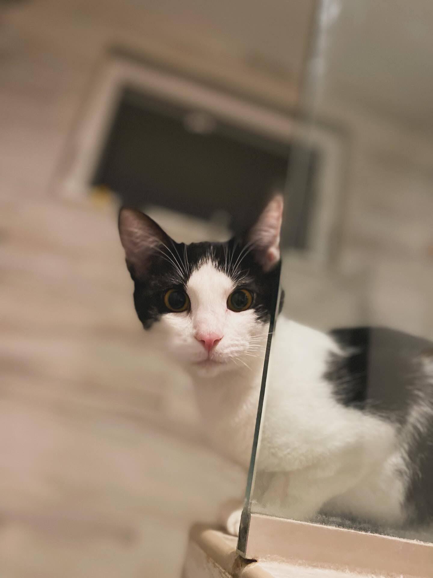 Enlarge Cookies & Cream, a ADOPTABLE Domestic Short Hair in Manhattan Beach, CA image 4/6