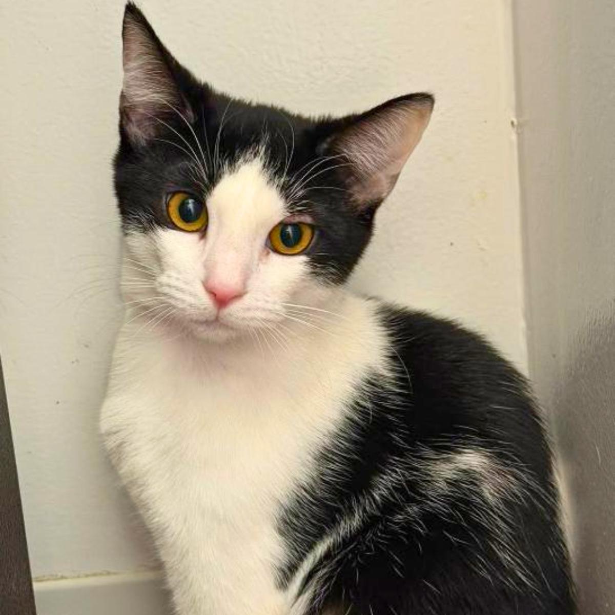 Cookies & Cream, a ADOPTABLE Domestic Short Hair in Manhattan Beach, CA image 1/6