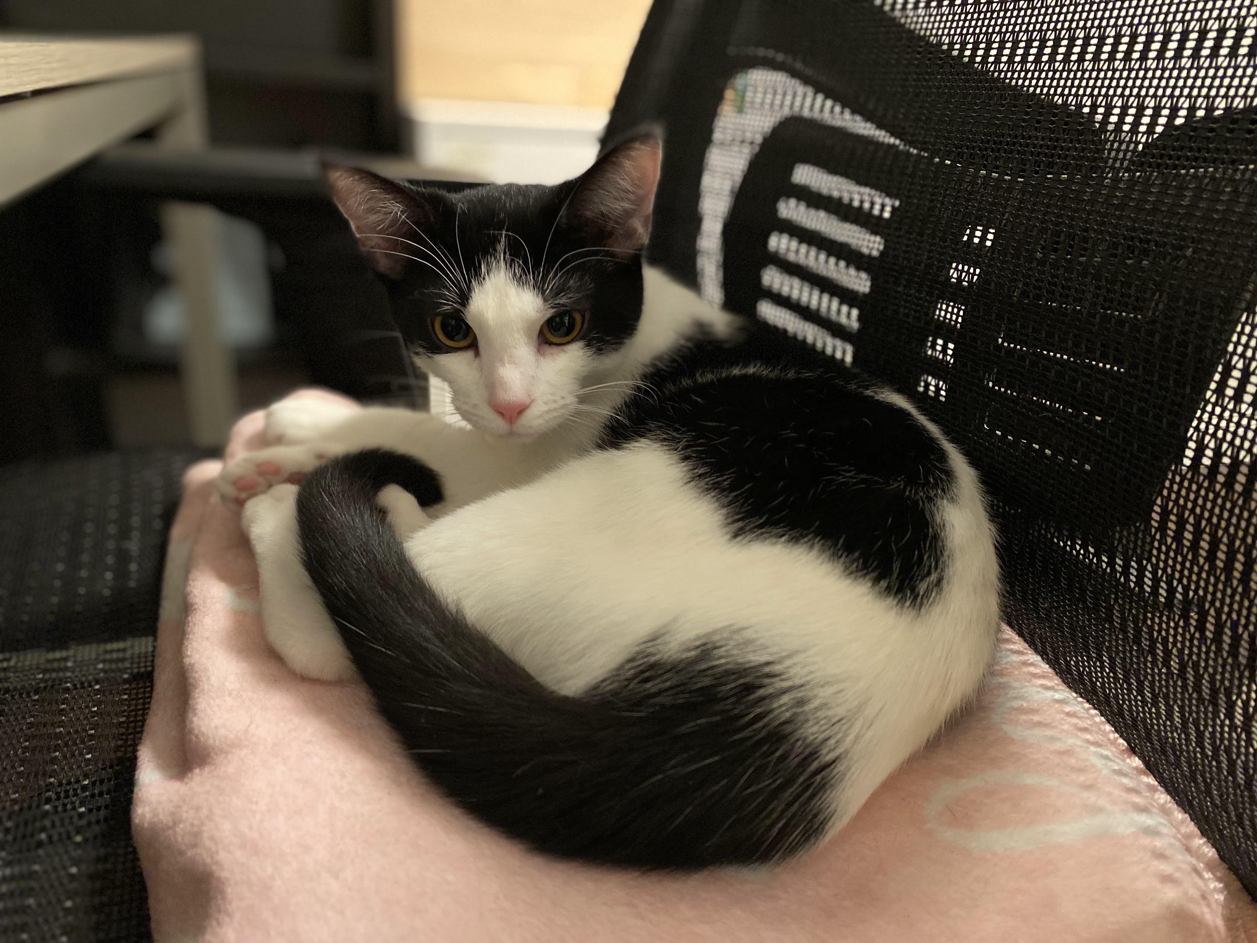 Enlarge Cookies & Cream, a ADOPTABLE Domestic Short Hair in Manhattan Beach, CA image 6/6