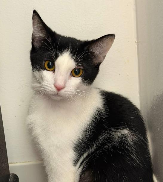 Cookies & Cream, ADOPTABLE, Kitten Female Domestic Short Hair.