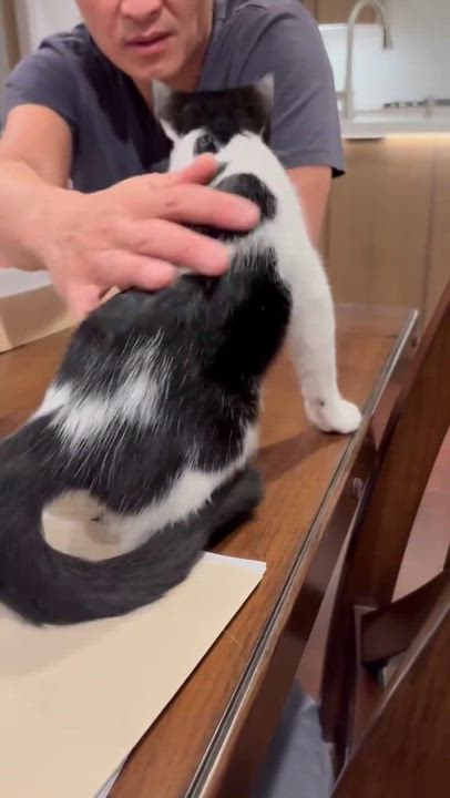 Enlarge Cookies & Cream, a ADOPTABLE Domestic Short Hair in Manhattan Beach, CA video 3/6