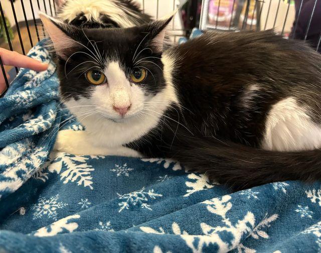 Miles, adoptable, Adult Male Domestic Medium Hair.