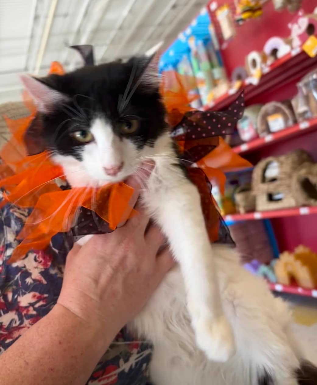 Enlarge Miles, an adoptable Domestic Medium Hair in Omaha, NE image 2/6