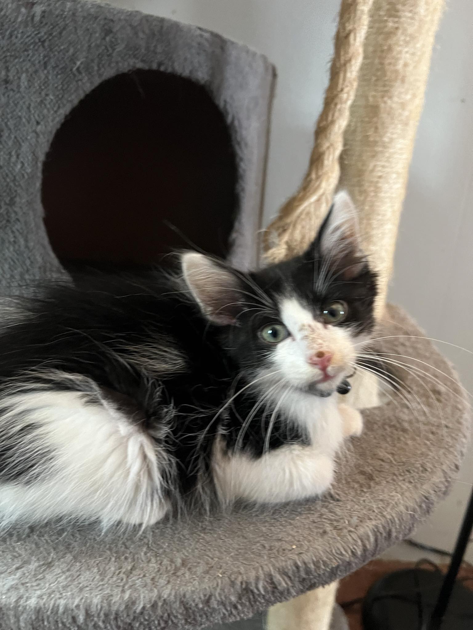 Enlarge Miles, an adoptable Domestic Medium Hair in Omaha, NE image 6/6