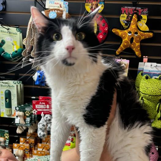 Miles, adoptable, Adult Male Domestic Medium Hair.