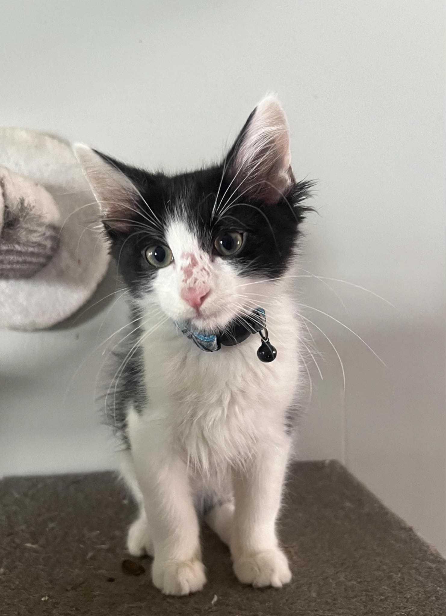 Enlarge Miles, an adoptable Domestic Medium Hair in Omaha, NE image 5/6