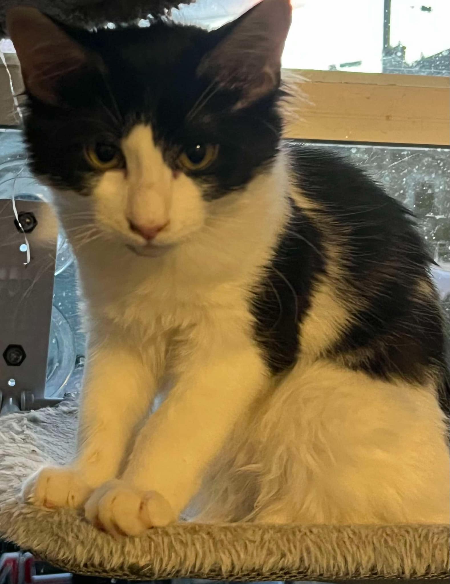Enlarge Miles, an adoptable Domestic Medium Hair in Omaha, NE image 4/6