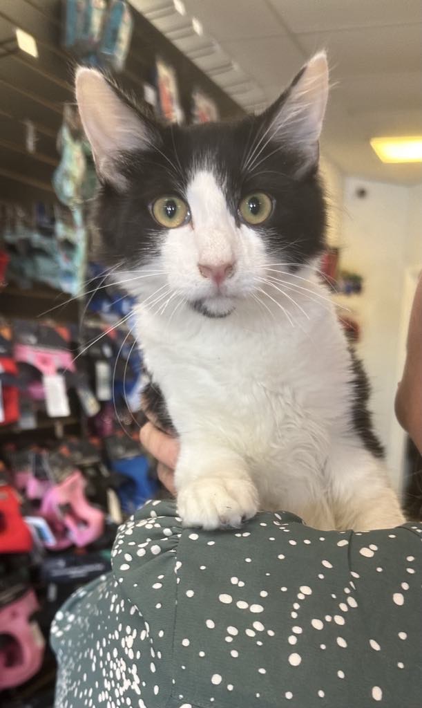 Enlarge Miles, an adoptable Domestic Medium Hair in Omaha, NE image 3/6