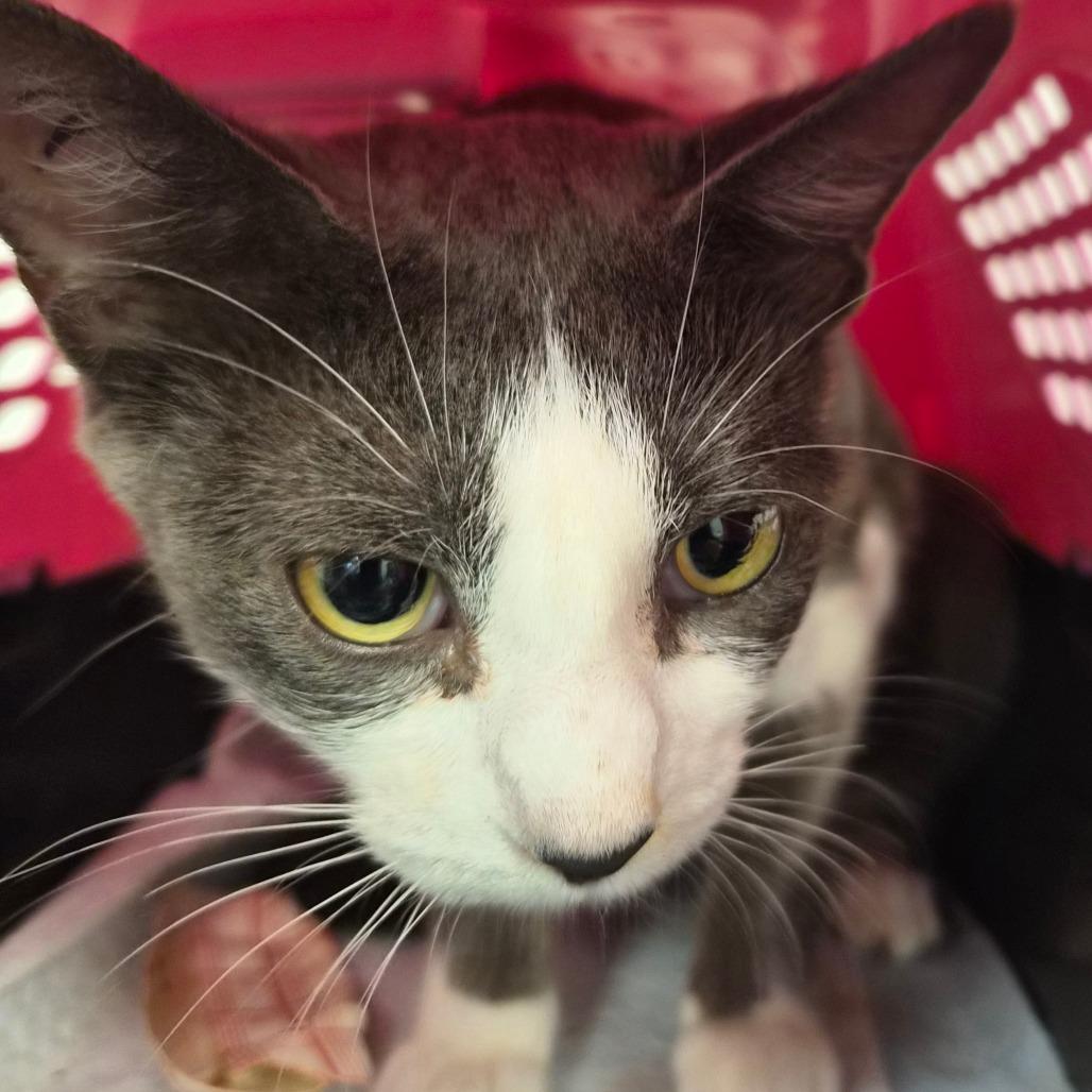 Jess, Adoptable, Adult Female Domestic Short Hair.
