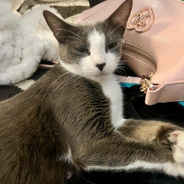 Enlarge Jess, a Adoptable Domestic Short Hair in Bentonville, AR image 2/5