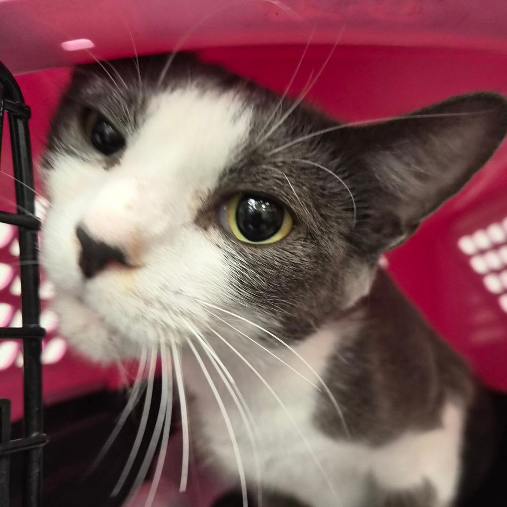 Enlarge Jess, a Adoptable Domestic Short Hair in Bentonville, AR image 3/5