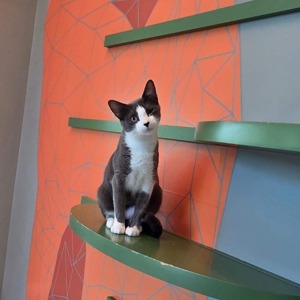 Enlarge Jess, a Adoptable Domestic Short Hair in Bentonville, AR image 4/5