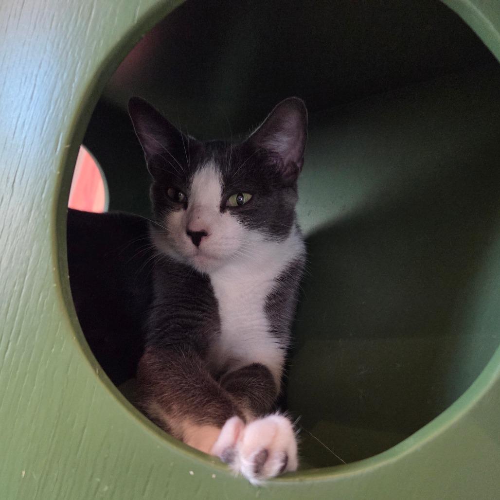 Enlarge Jess, a Adoptable Domestic Short Hair in Bentonville, AR image 5/5