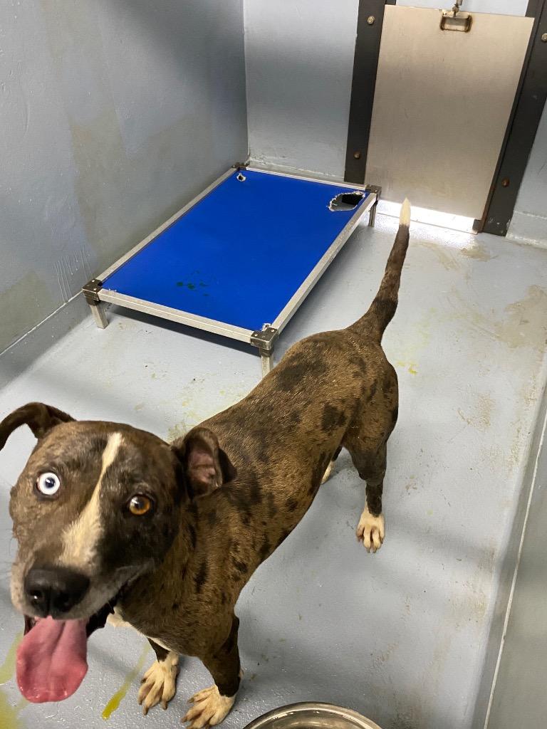 Enlarge Luke, a Adoptable mixed breed in Cartersville , GA image 1/1
