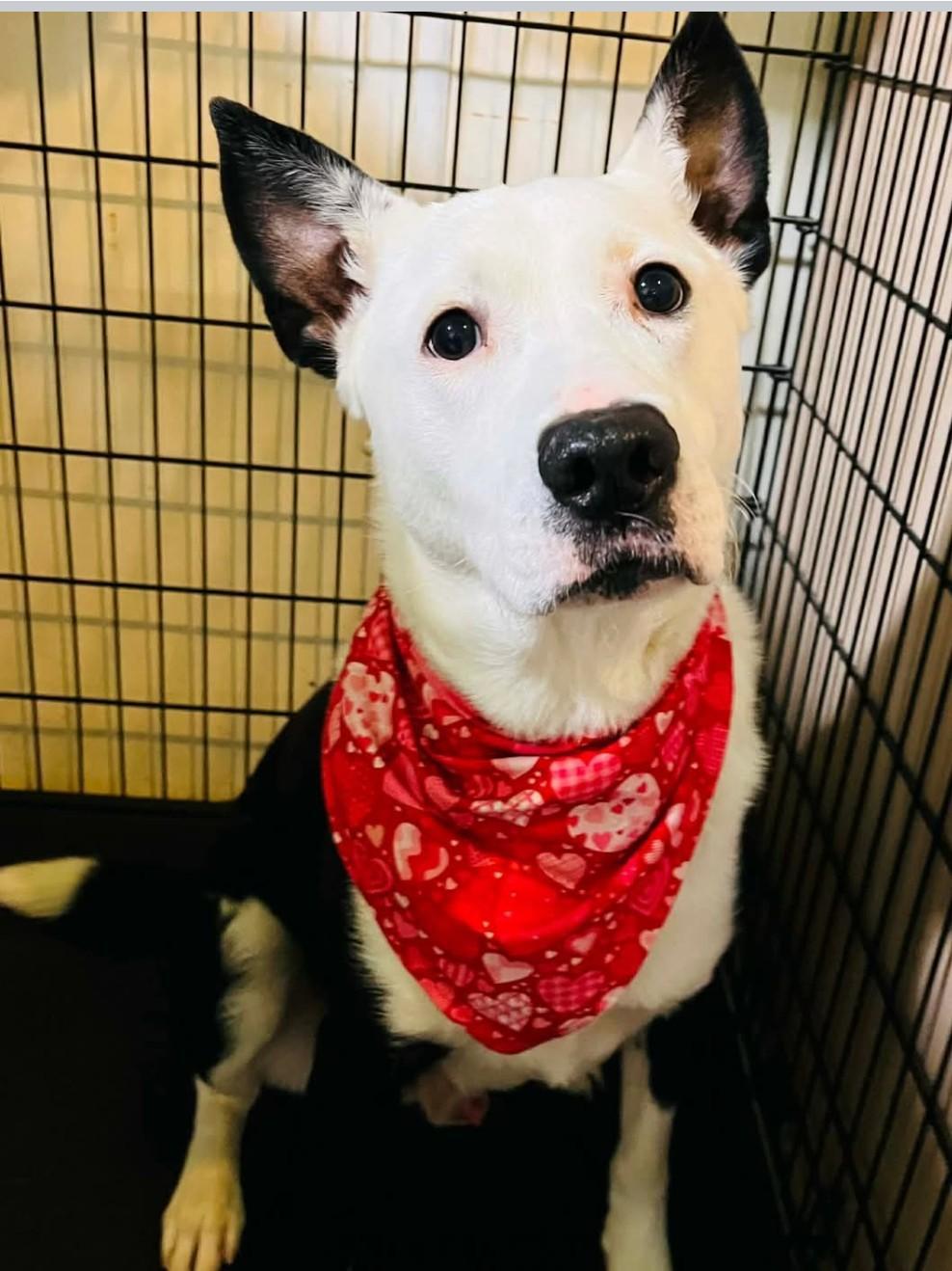 WINSTON, ADOPTABLE, Adult Male Retriever.