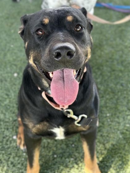 Callisto, Adoptable, Adult Female Rottweiler & Mixed Breed.