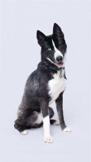 Enlarge Odyssey, a Adoptable Siberian Husky in Herndon, VA image 1/3