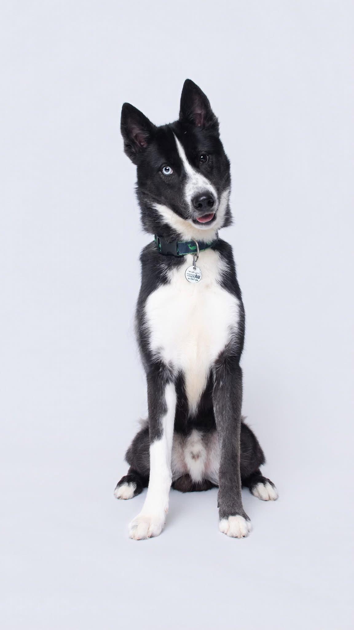 Enlarge Odyssey, a Adoptable Siberian Husky in Herndon, VA image 2/3