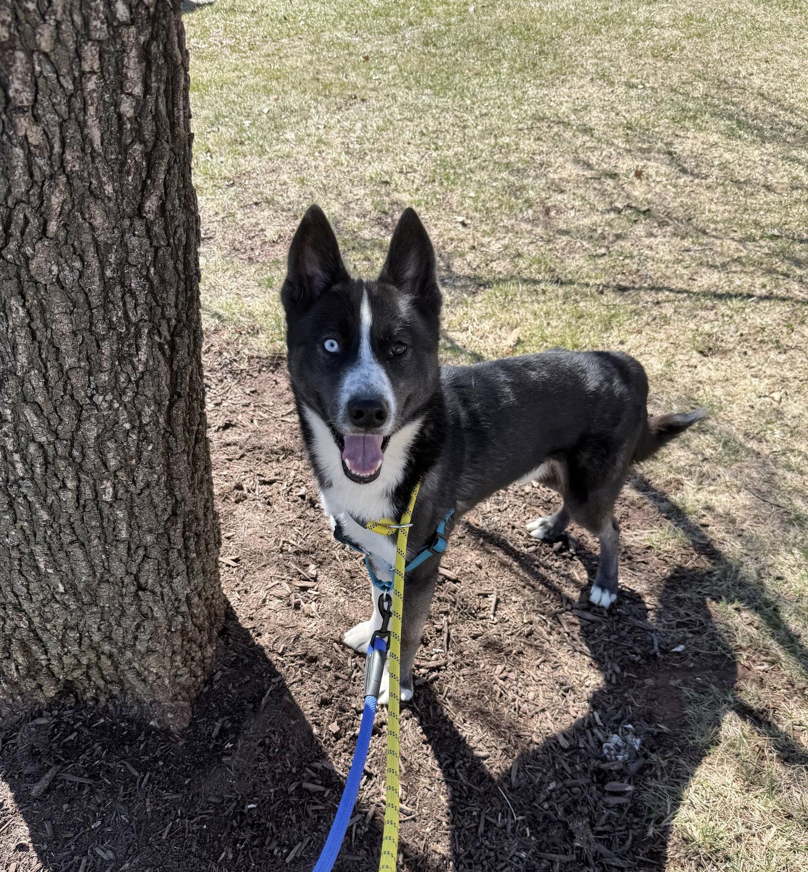 Enlarge Odyssey, a Adoptable Siberian Husky in Herndon, VA image 3/3