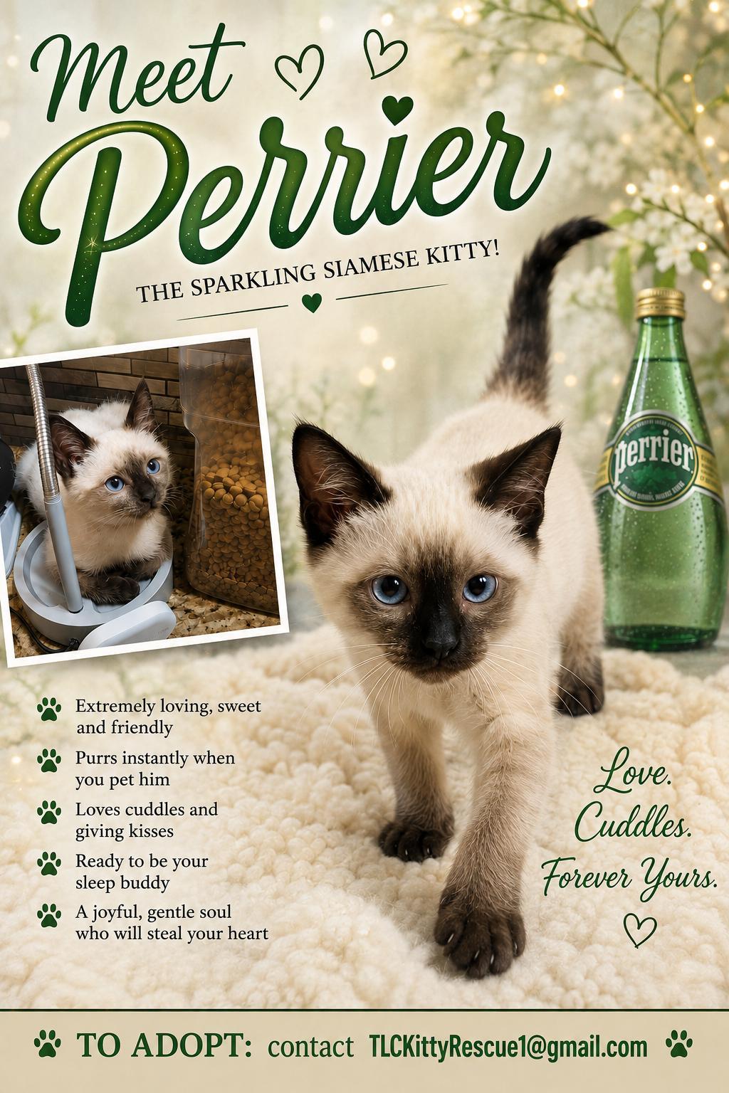 PERRIER, Adopted, Kitten Male Siamese.