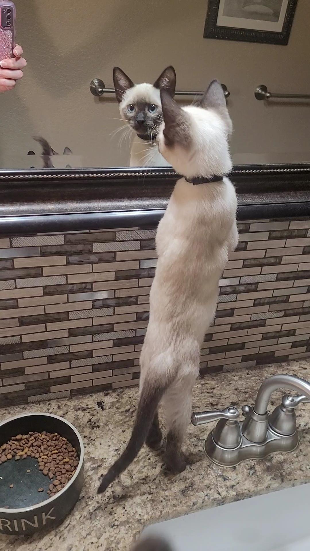 Enlarge PERRIER, a Adopted Siamese in Escalon, CA image 3/6