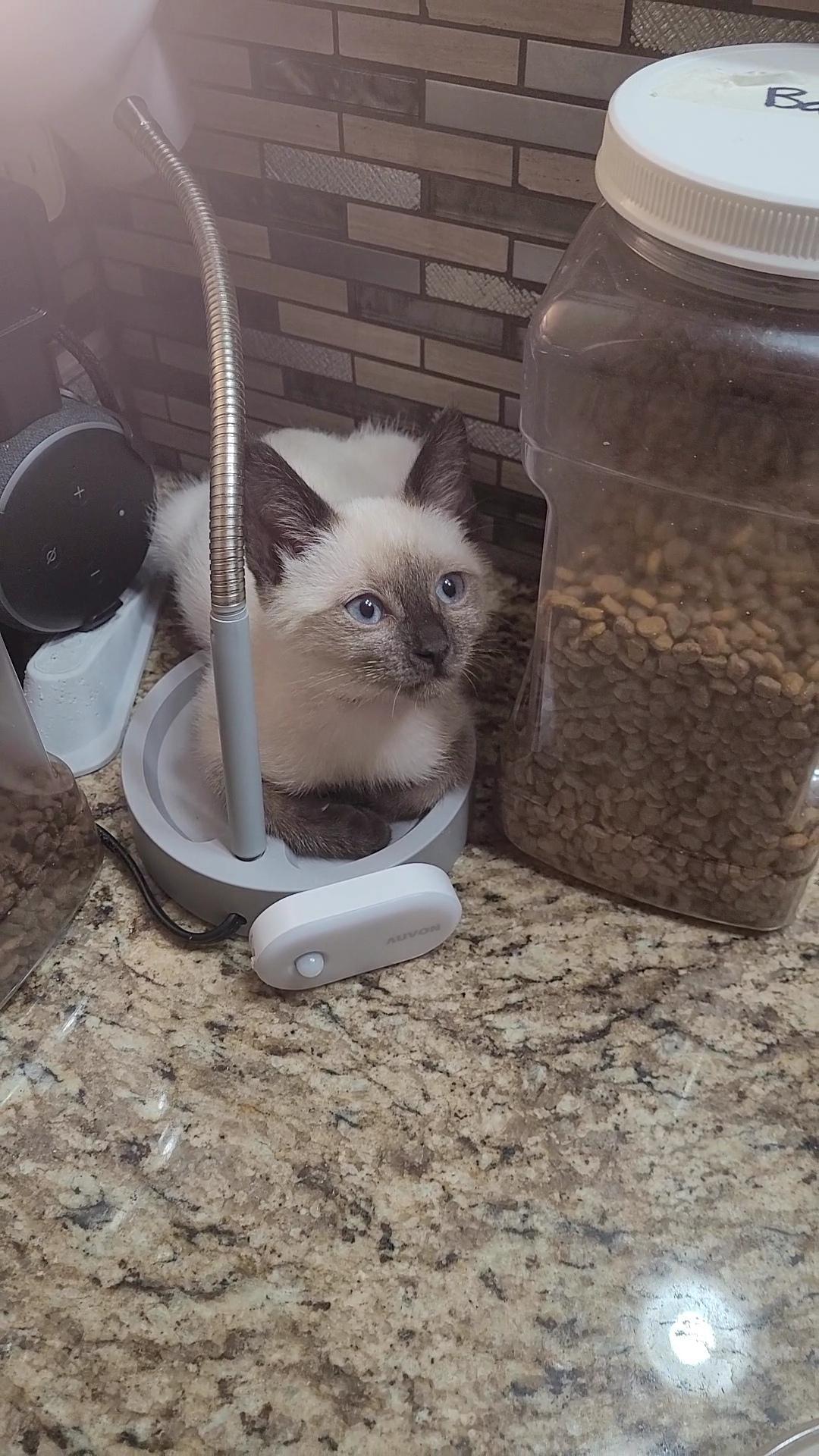 Enlarge PERRIER, a Adopted Siamese in Escalon, CA image 4/6