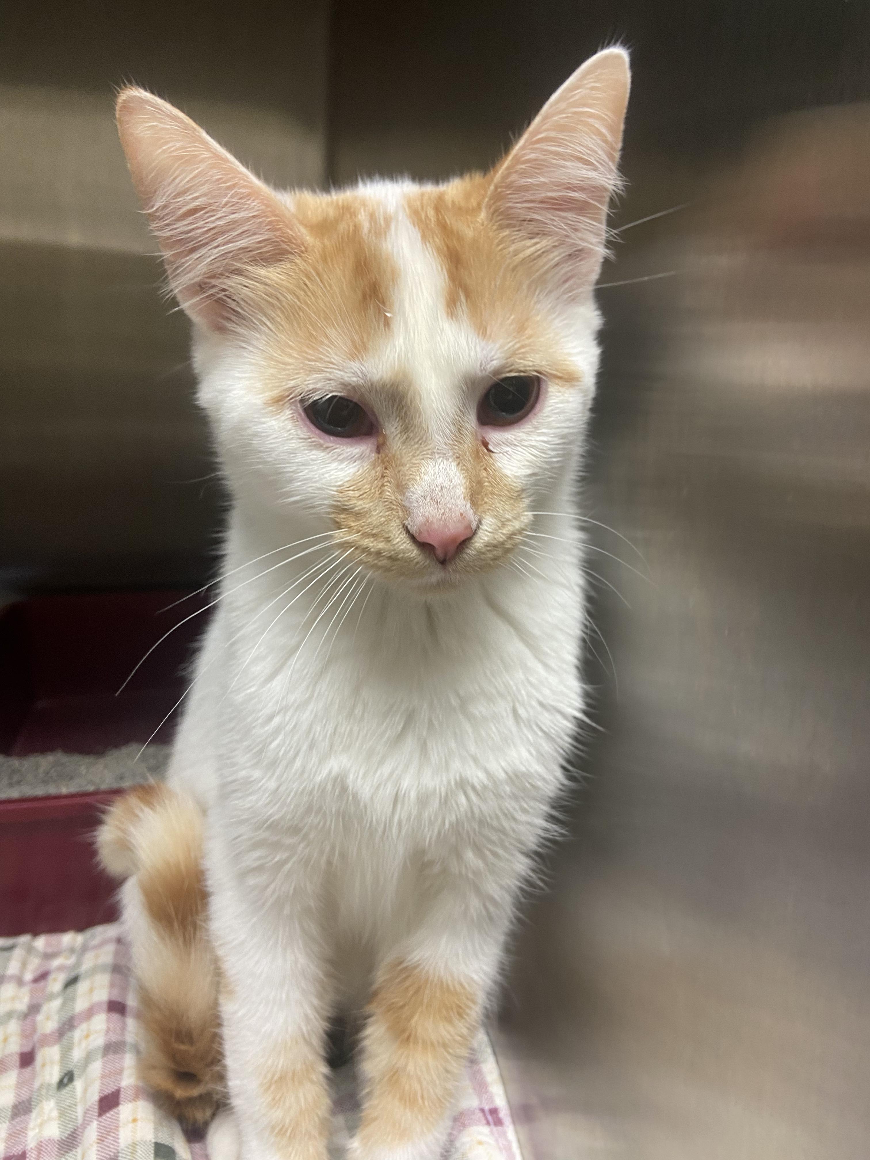Fred, Adoptable, Young Male Domestic Short Hair.
