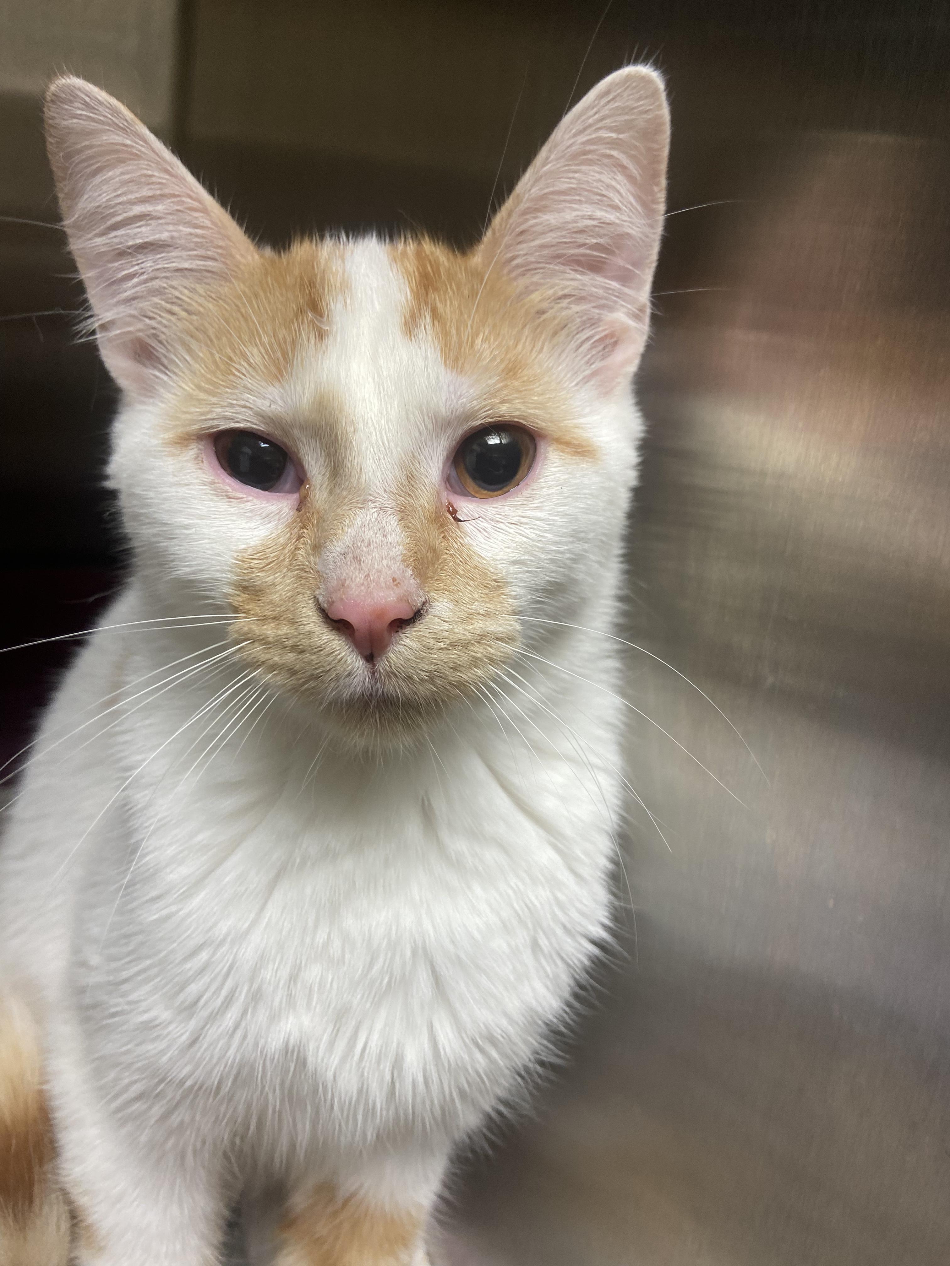 Enlarge Fred, a Adoptable Domestic Short Hair in Hazleton, IA image 2/2