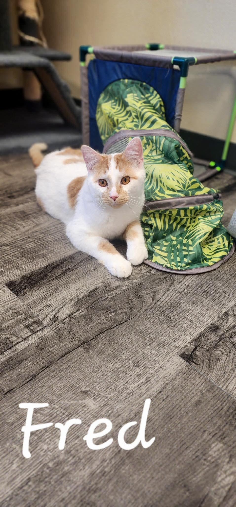 Fred, Adoptable, Young Male Domestic Short Hair.